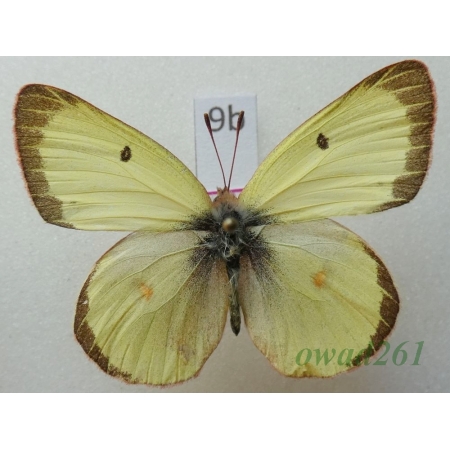 Colias philodice philodice Godart, 1819 male Canada9b
